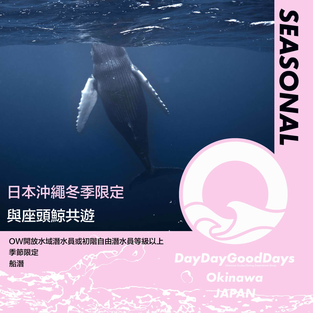 冬季限定體驗:與座頭鯨共遊 - DayDayGoodDays