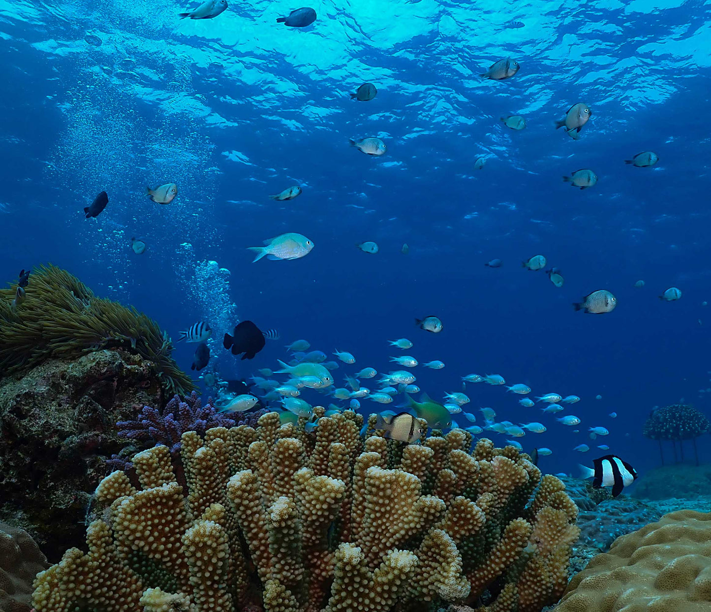 PADI Advanced Open Water 進階開放水域潛水員課程 - DayDayGoodDays