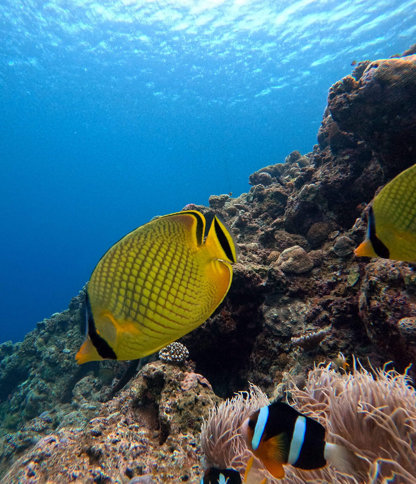 sunrise-dive-blue-cave-okinawa-daydaygooddays