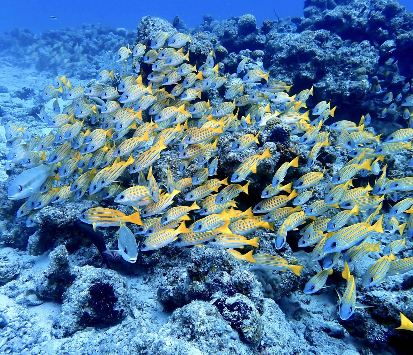 FUN DIVE 持証潛水[3潛]  - 水納島