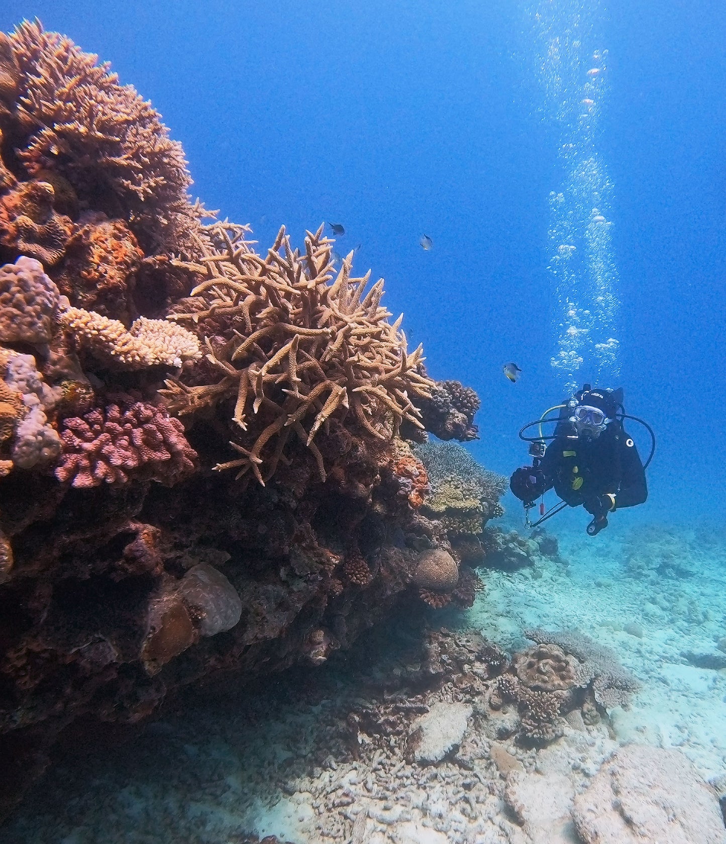 FUN DIVE 持証潛水[3潛]  - 水納島