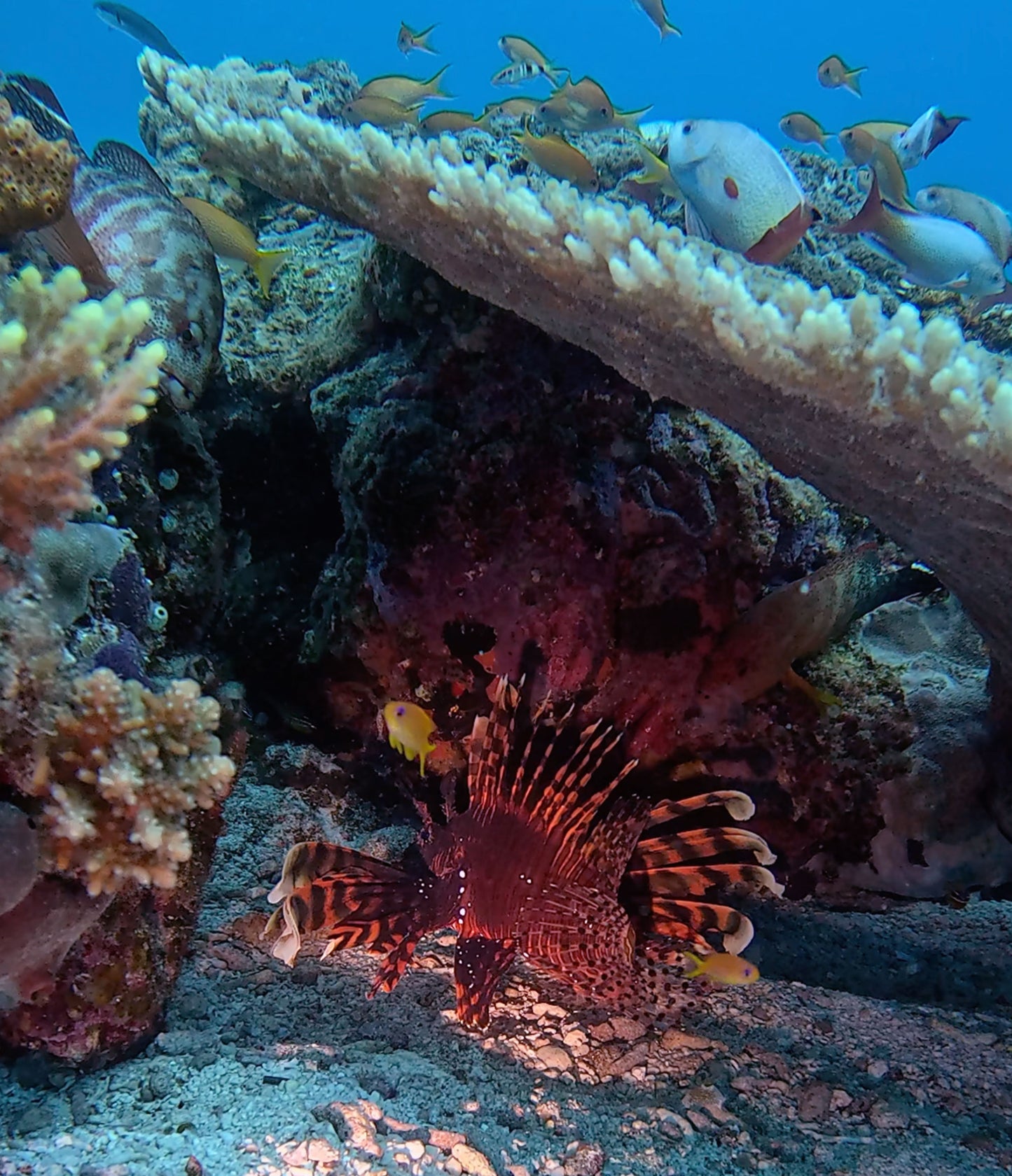 FUN DIVE 持証潛水[3潛]  - 水納島