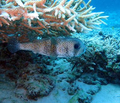 FUN DIVE 持証潛水[3潛]  - 水納島