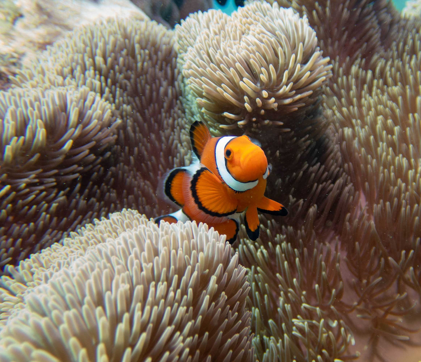 Fun Dive [2 or 3 Dives] - Onna Blue Cave / Boat fee Included