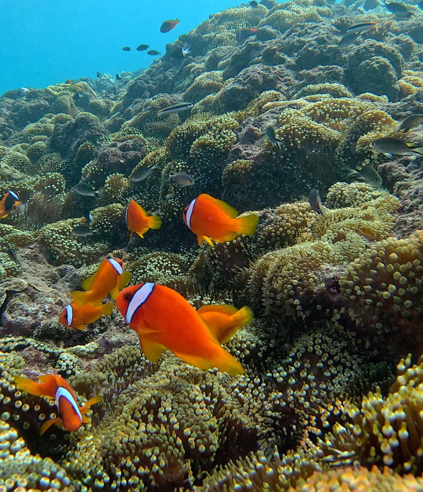 FUN DIVE 持証潛水[2/3潛] - 讀谷伊南