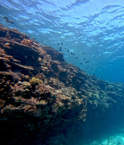 FUN DIVE 持証潛水[3潛]  - 慶良間群島