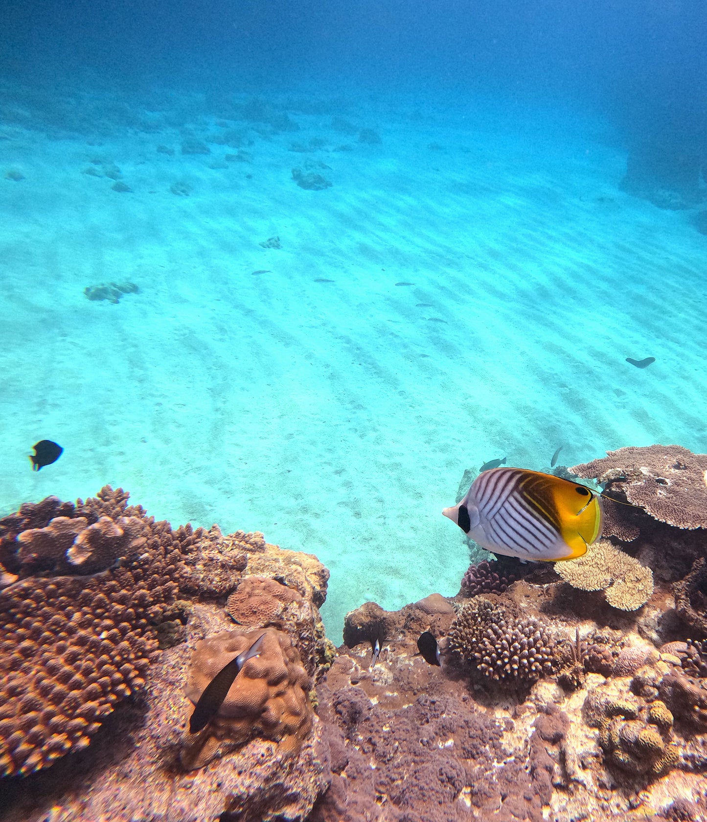 FUN DIVE 持証潛水[3潛]  - 慶良間群島