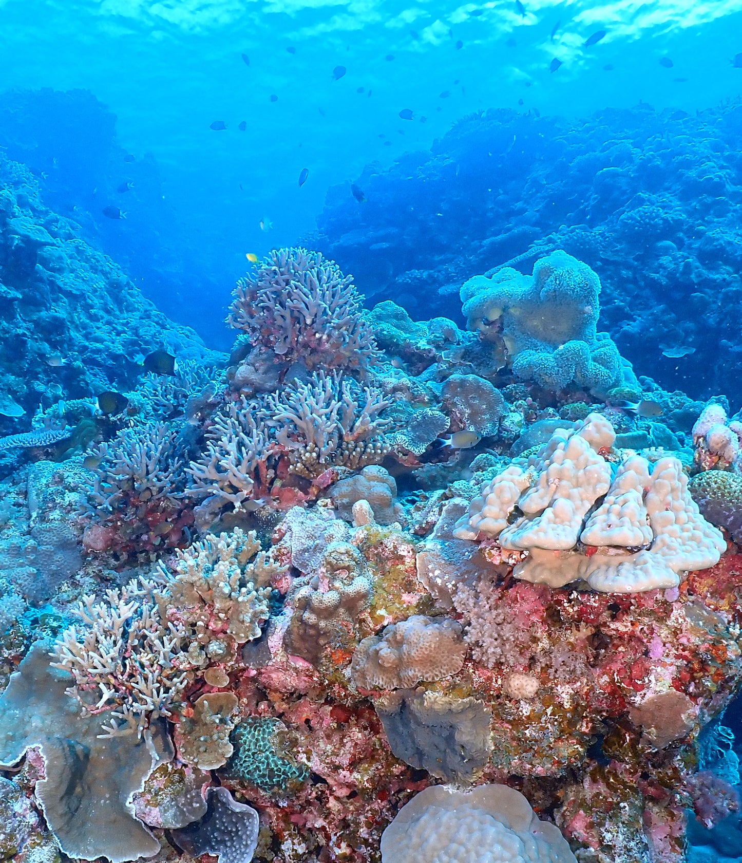 FUN DIVE 持証潛水[3潛]  - 慶良間群島